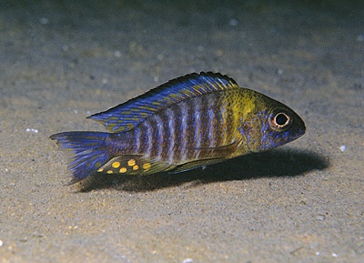 Aulonocara sp. 'chitande type north' Ndomo Point